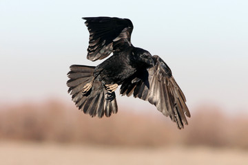 Common raven with the first lights of the day, crow, bird, Corvus corax