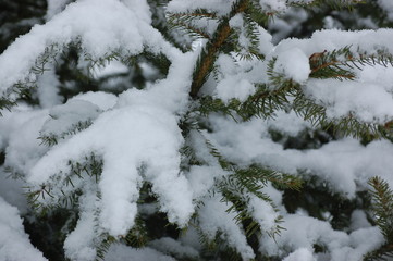 snow covered fir trees