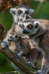 lemur kata