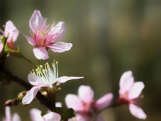 pink flower in garden