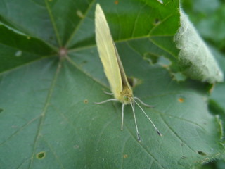 Beautiful green butterfly photography 03