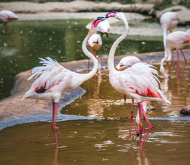 Pink flamingoes fighting in Schonbrunn zoo Tiergarten, Vienna