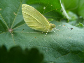 Obraz premium Beautiful green butterfly photography 01