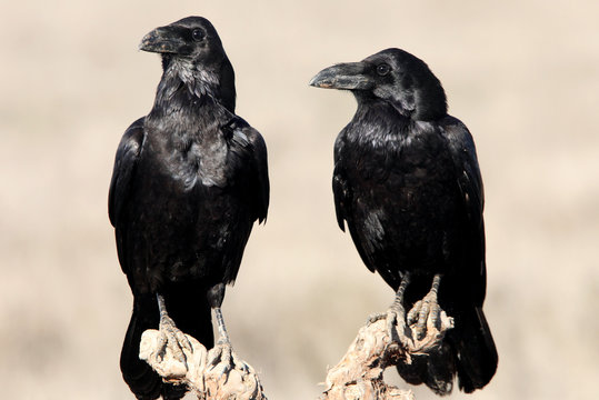 Male and female of Common raven with the last lights of the sunset in mating season, Corvus corax