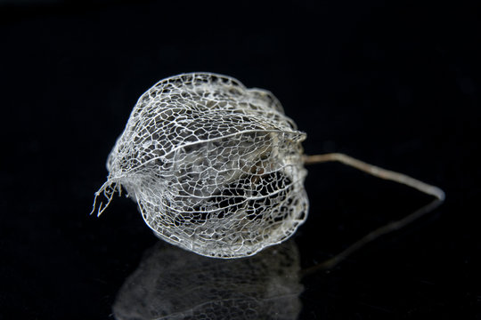 Physalis / Silver skeleton of phisalis / Macro photo for disign of mock-ups, invitations, postcards, like canvas for text and congratulations.