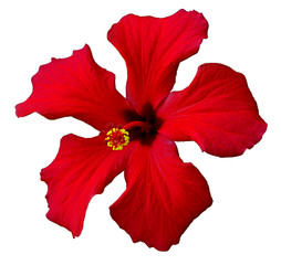 Red flower of hibiscus plant or karkade (Hibiscus rose sinensis) isolated on white background. Karkade from tropical rainforest. Hibiscus medicinal sour tea plant. Hawaiian flower for wedding design.