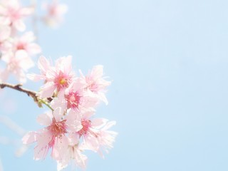 cherry blossom on background of blue sky