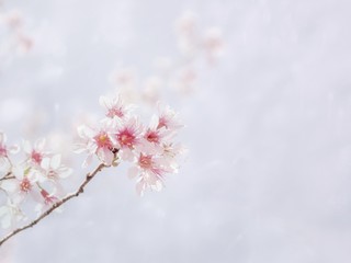 cherry blossom