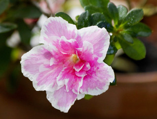 Obraz premium Big pink azalea flower or rhododendron plant with leaves closeup in spring garden. Season of flowering azaleas (rhododendron). Azalea flower are shade tolerant flowering shrub in genus Rhododendron.