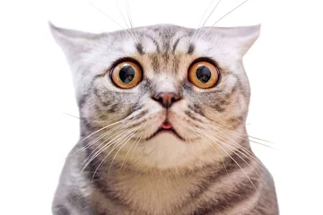 Foto op Plexiglas anti-reflex Young crazy surprised cat make big eyes closeup. American shorthair surprised cat or kitten isolated funny face. Cute tabby cat looking surprised scared. Emotional surprised wide eyed kitten portrait © Real Moment