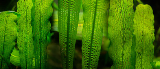 Aponogeton madagascariensis aquarium plant close up