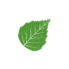 green birch leaf vector illustration