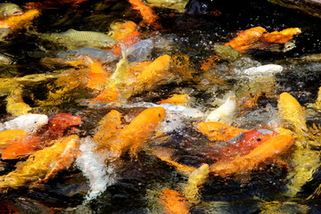 Obraz na płótnie Canvas Fantastic colored Koi carp swimming at pond in the garden