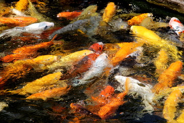 Fantastic colored Koi carp swimming at pond in the garden