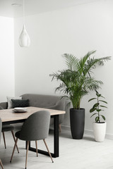 Beautiful potted plants in modern living room