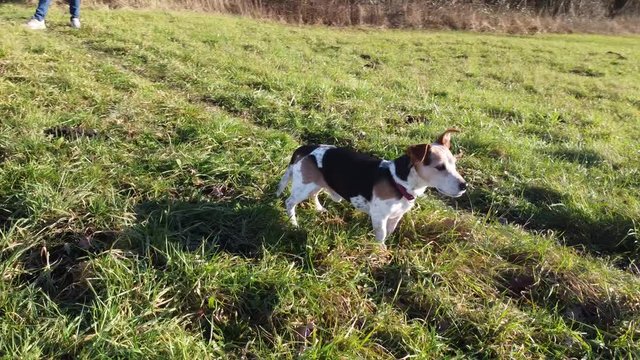 Drohnen flug um Jack Russel Terrier Hund auf Wiese in Deutschlandj