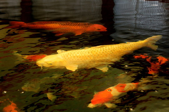 Fantastic colored Koi carp swimming at pond in the garden