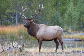 Large bull elk standing by Madison River in Fall colors in Yellowstone