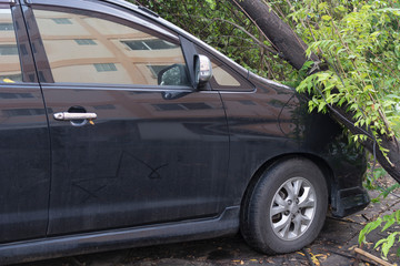 Car accident front of car get damaged by the tree , accident concept.