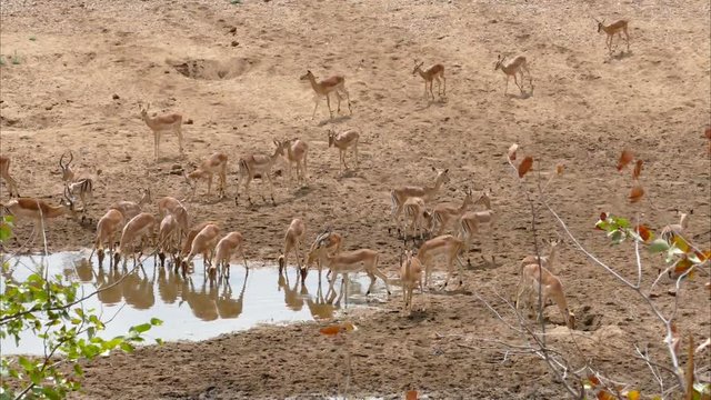 KRUGER NATIONAL PARK, SOUTH AFRICA - Steenbok, a small antelope. Raphicerus campestris