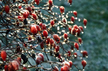 red berries on branch