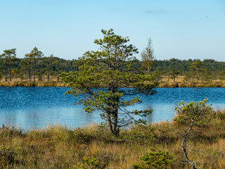 dark swamp lakes and small pines, reed and marsh landscape in the swamp