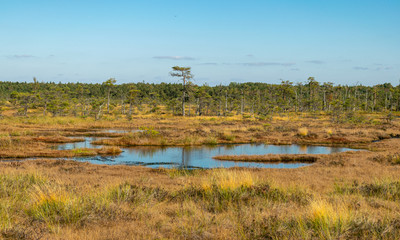 dark swamp lakes and small pines, reed and marsh landscape in the swamp