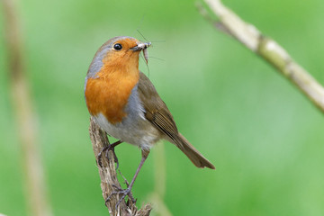 Robin