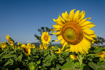 sunflower in field of sunflowers