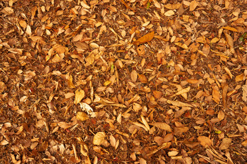 Dry leaf tree full on ground 