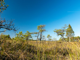 dark swamp lakes and small pines, reed and marsh landscape in the swamp