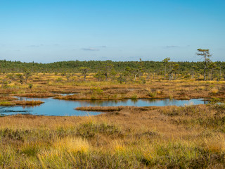 Fototapeta na wymiar dark swamp lakes and small pines, reed and marsh landscape in the swamp