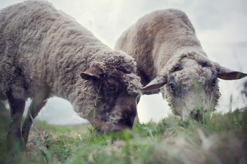 Satisfied sheep grazes in a meadow. Ram eats grass. Farm animals breed for meat and wool production.