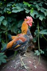 Junglefowl on green nature background. Rooster standing in the garden on the farm. Proud fighting cock. Beautifully colored chicken feathers.