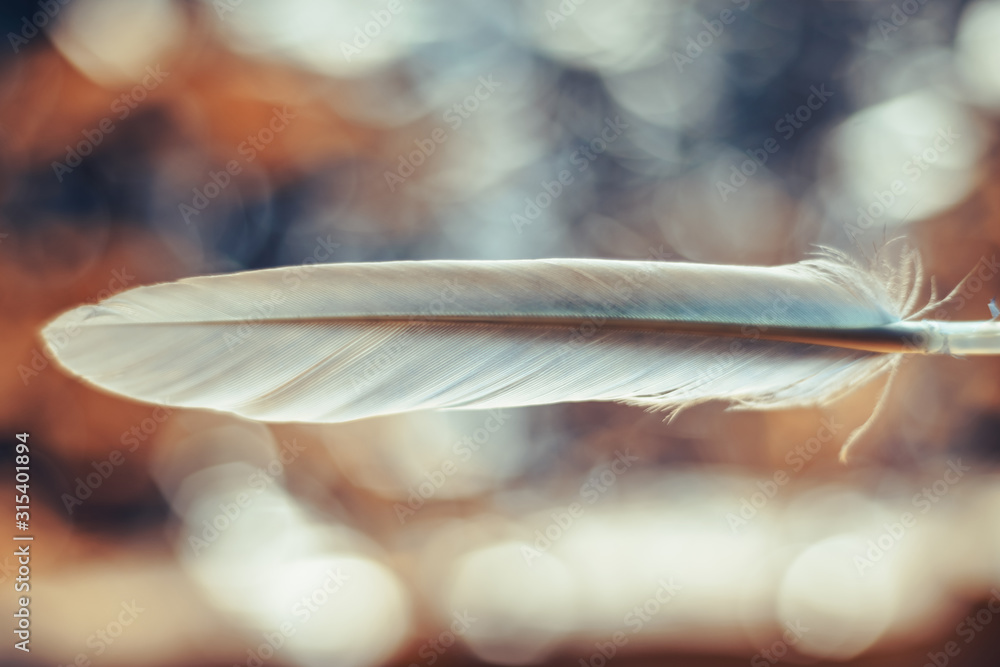 Poster Close up Beautiful one blue Bird feather on a bokeh.  Pattern background for design texture.