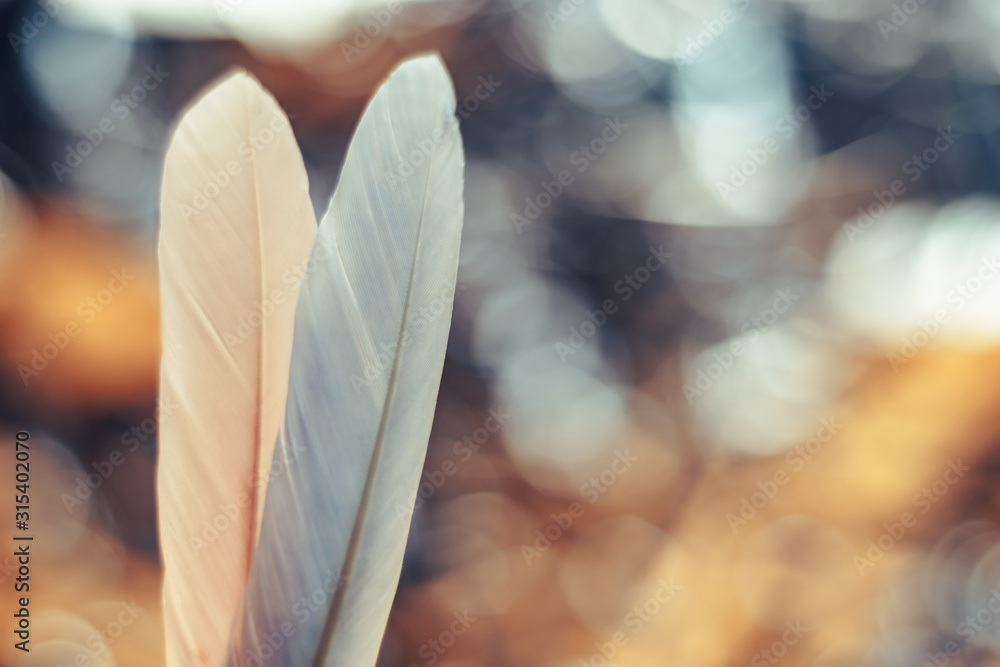 Poster Close up Beautiful two Bird feather on a bokeh background.  Pattern background for design texture.