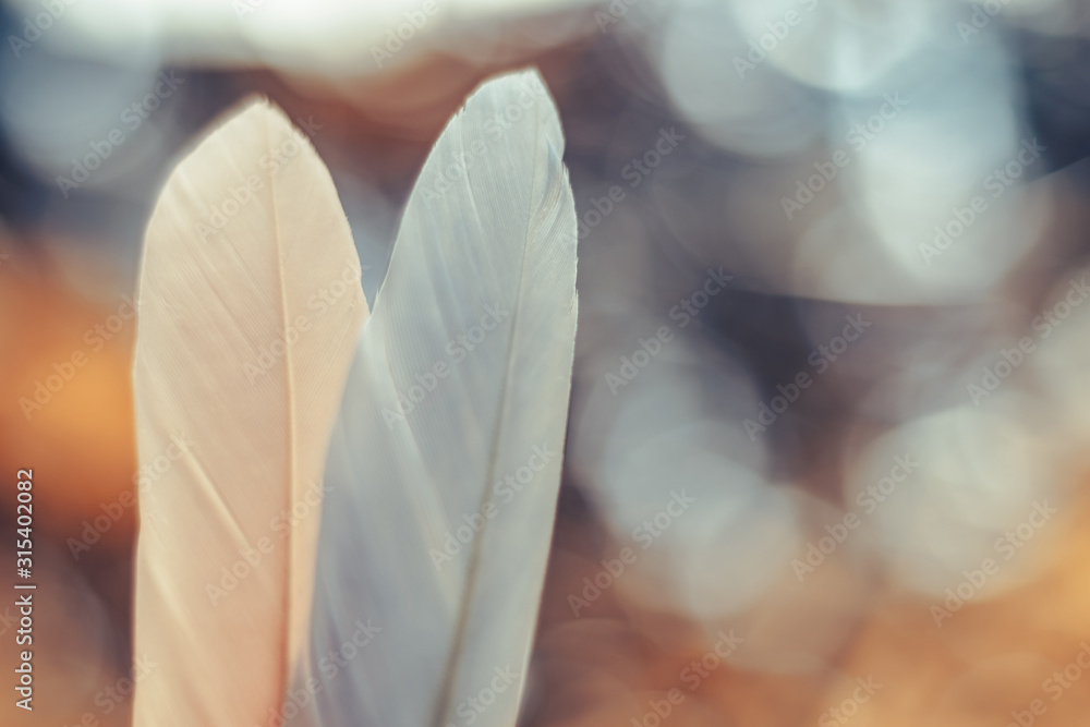 Poster Close up Beautiful two Bird feather on a bokeh background.  Pattern background for design texture.