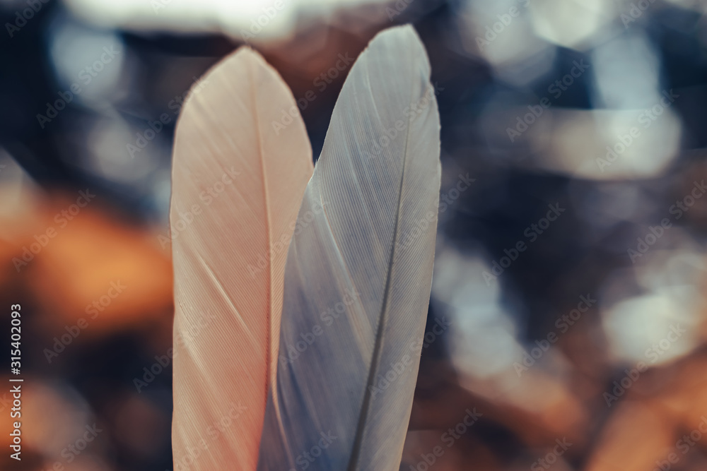 Poster Close up Beautiful two Bird feather on a bokeh background.  Pattern background for design texture.