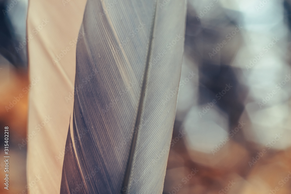Poster Close up Beautiful two Bird feather on a bokeh background.  Pattern background for design texture.  Macro view photography