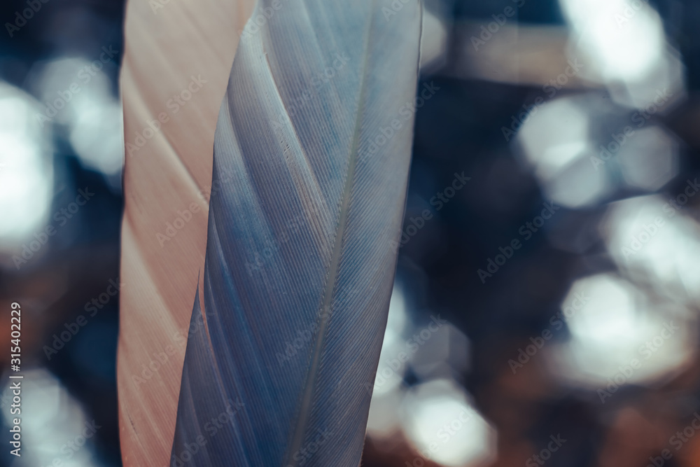 Poster Close up Beautiful two Bird feather on a bokeh background.  Pattern background for design texture.  Macro view photography