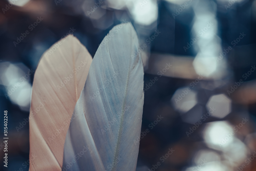 Poster Close up Beautiful two Bird feather on a bokeh background.  Pattern background for design texture.  Macro view photography