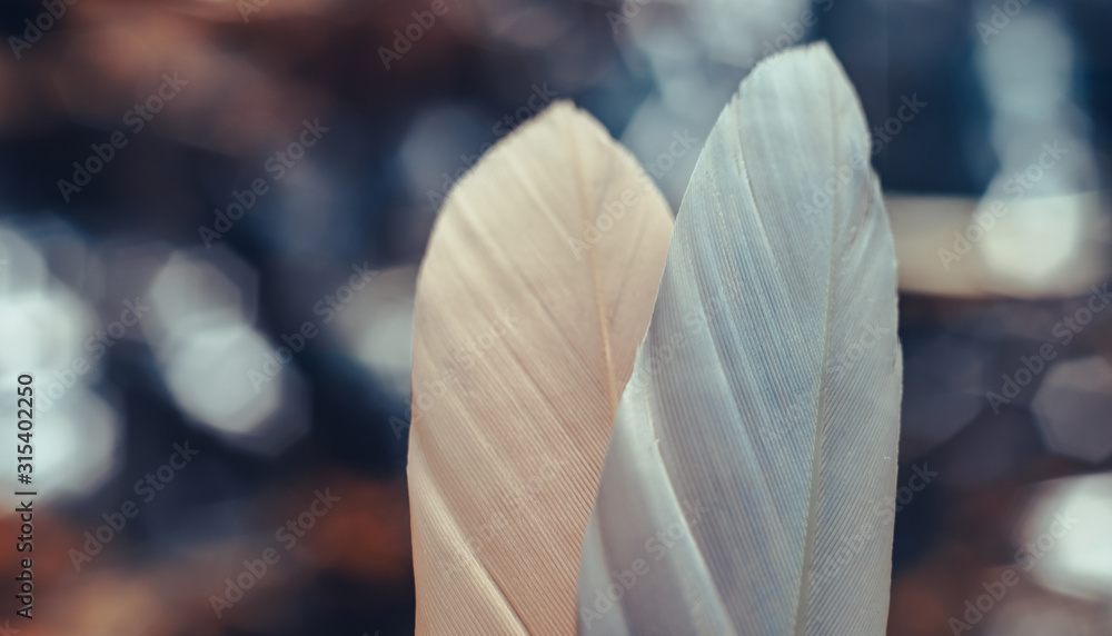 Poster Close up Beautiful two Bird feather on a bokeh background.  Pattern background for design texture.  Macro view photography
