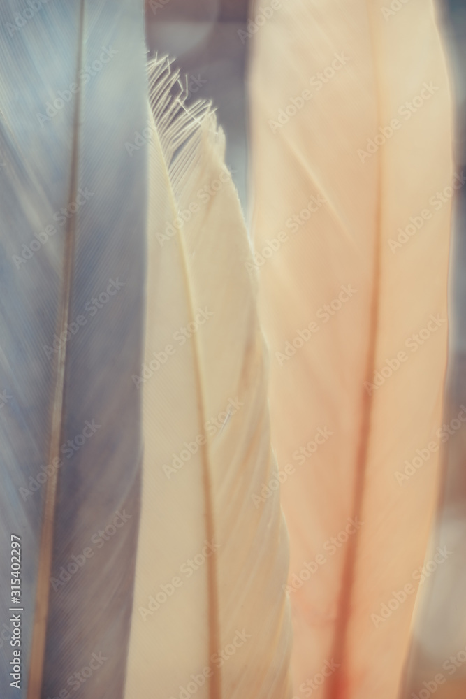 Poster Beautiful  Bird feather on a bokeh background.  Pattern background for design texture.
