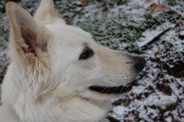 Obraz premium portrait of dog