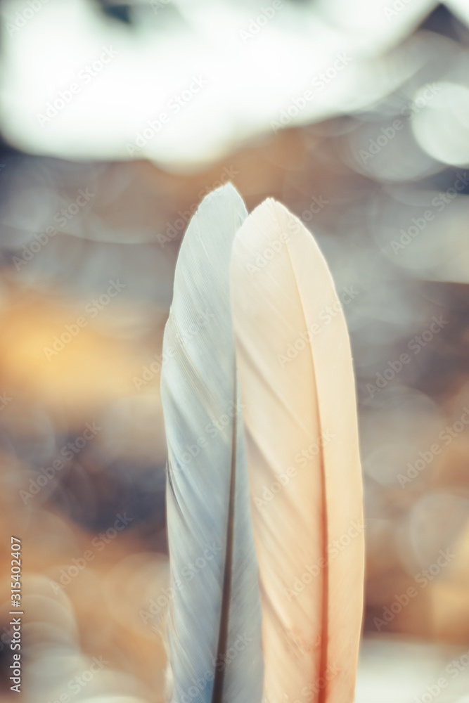Poster Close up Beautiful two Bird feather on a bokeh background.  Pattern background for design texture.