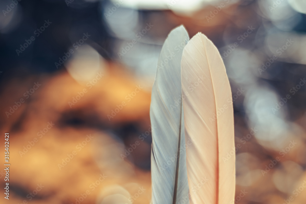 Poster Close up Beautiful two Bird feather on a bokeh background.  Pattern background for design texture.