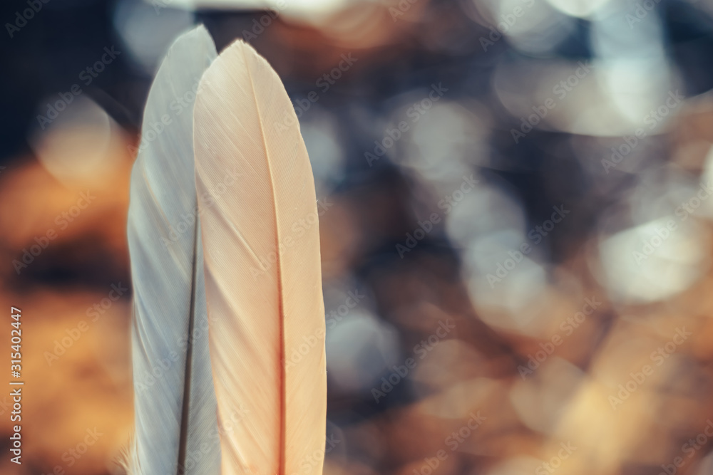 Poster Close up Beautiful two Bird feather on a bokeh background.  Pattern background for design texture.