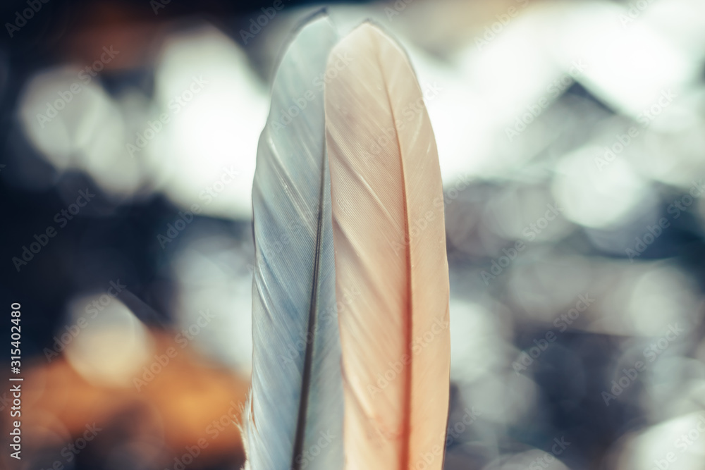 Poster Close up Beautiful two Bird feather on a bokeh background.  Pattern background for design texture.  Macro view photography