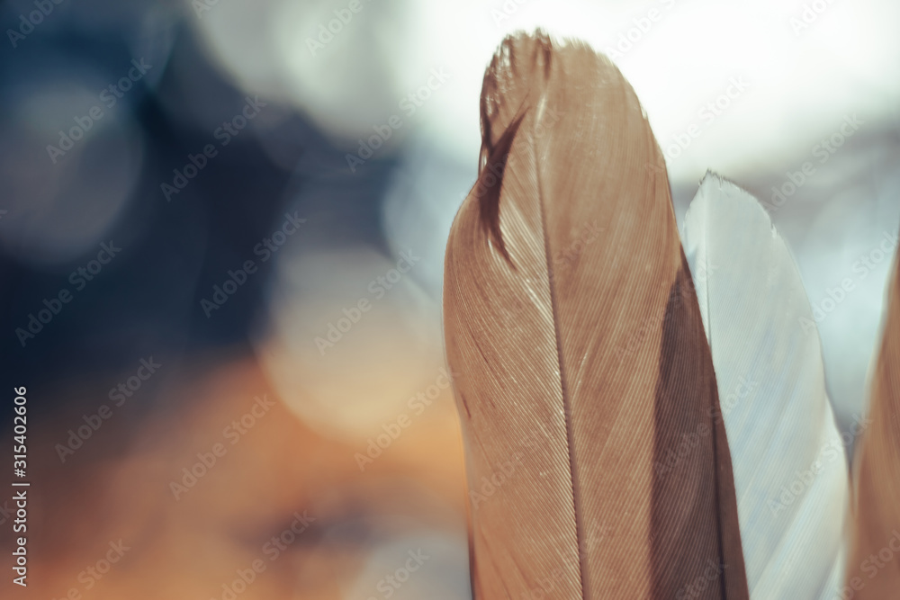 Poster Close up Beautiful  Bird feather on a bokeh background.  Pattern background for design texture.  Macro view photography