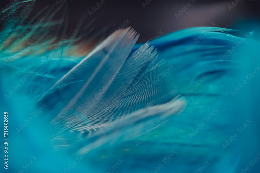 Poster Close up Beautiful blue Bird feather pattern on a bokeh background for design texture.